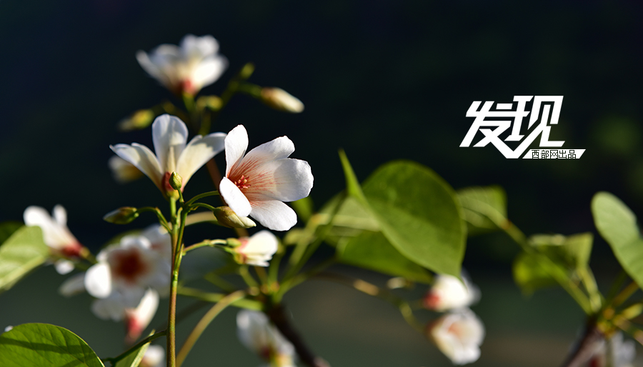 发现陕南:旬阳遍山桐子花开 寻找记忆中的味道